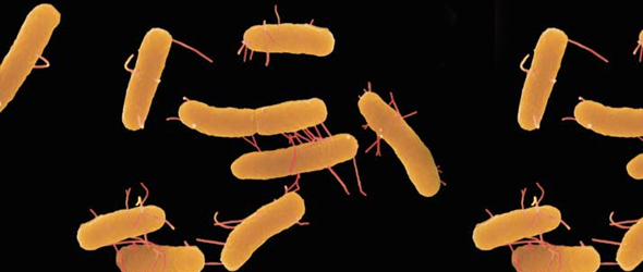bacteria