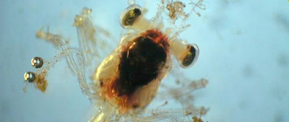 Oil And Dispersant Mix Is Making Its Way Into The Foodchain