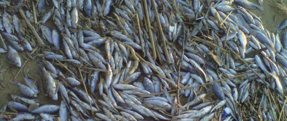 2 million fish found dead in Maryland