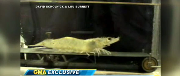 Oklahoma Sen. Tom Coburn Report Shows Taxpayer Money Spent on Robots That Fold Laundry, Shrimp on Treadmills